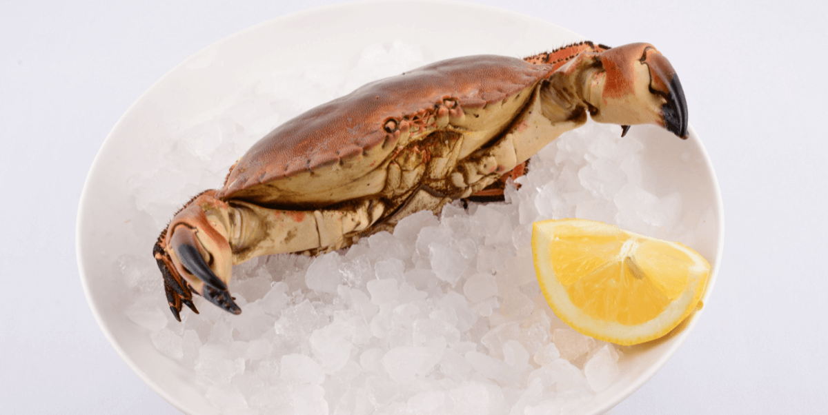 Brown Crab - Quai des artistes 